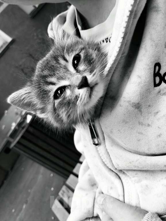 Кошки в Альметьевске: Пропал котенок Мальчик, Бесплатно - фото 3