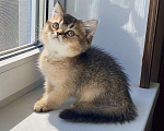 Кошки в Астрахани: Котик Царес Мальчик, 30 000 руб. - фото 2