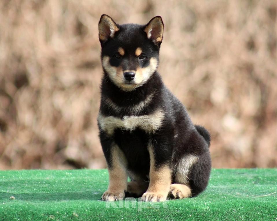 Собаки в Москве: Сиба ину мальчик Мальчик, 45 000 руб. - фото 3