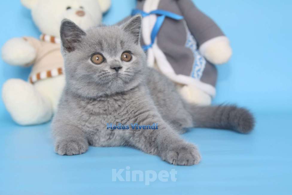 Кошки в Москве: Шикарный британский малыш Мальчик, 60 000 руб. - фото 3