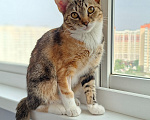 Кошки в Краснодаре: Котёнок Новокузнечная Девочка, 1 руб. - фото 1