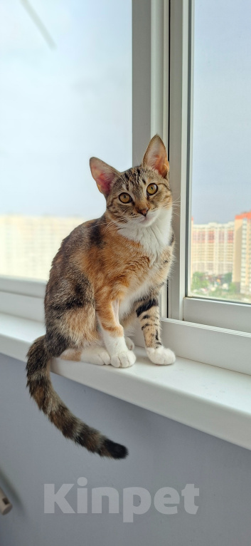 Кошки в Краснодаре: Котёнок Новокузнечная Девочка, 1 руб. - фото 1
