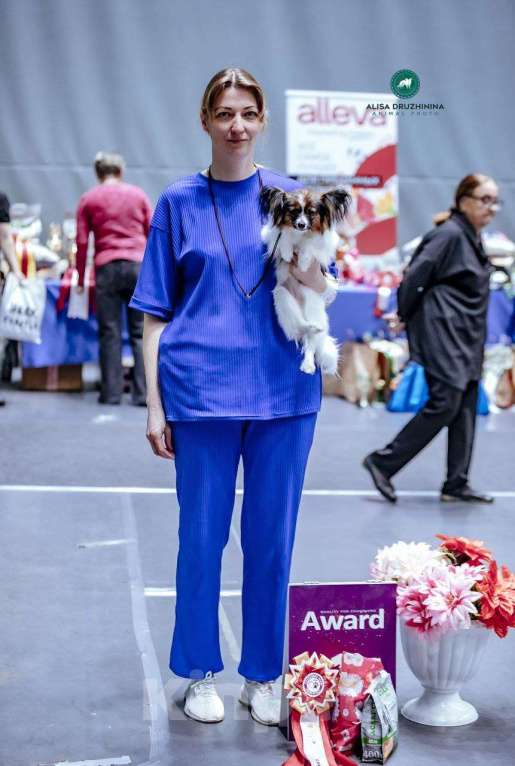 Собаки в Москве: Щенок папийона девочка Челси Девочка, 100 000 руб. - фото 2