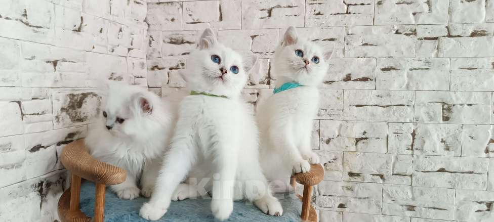 Кошки в Москве: Британские мальчики  Мальчик, 15 000 руб. - фото 2