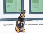 Собаки в Москве: Собака в добрые руки Мальчик, Бесплатно - фото 6