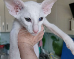Кошки в Набережных Челнах: Ориентальные котята Девочка, Бесплатно - фото 3