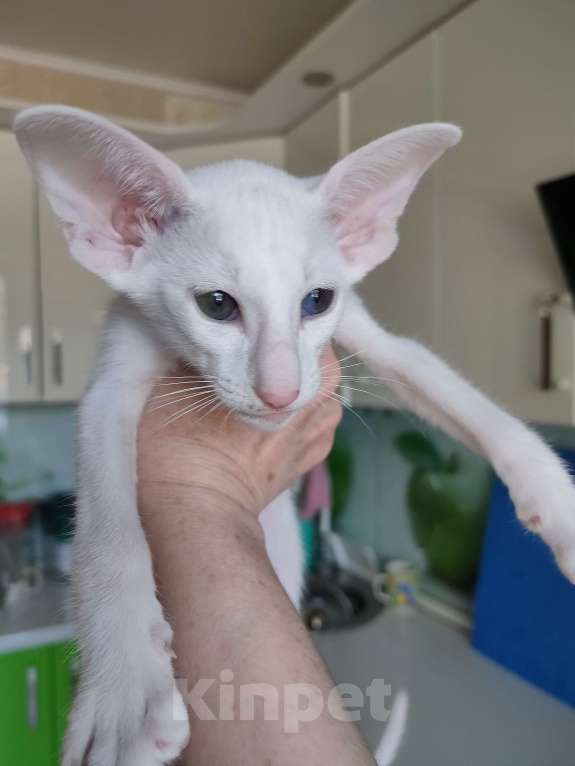 Кошки в Набережных Челнах: Ориентальные котята Девочка, Бесплатно - фото 3