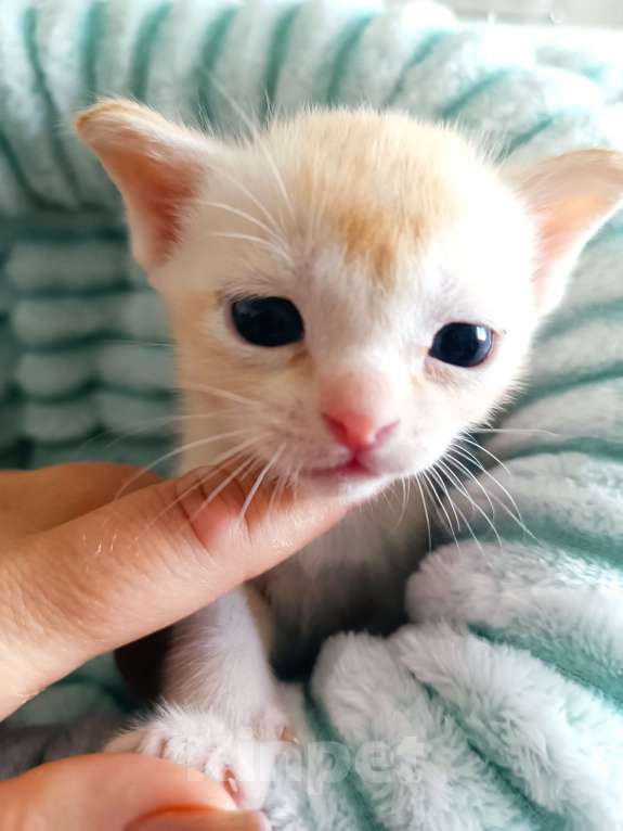 Кошки в Ростове-на-Дону: Котик европейской Бурмы Мальчик, Бесплатно - фото 1