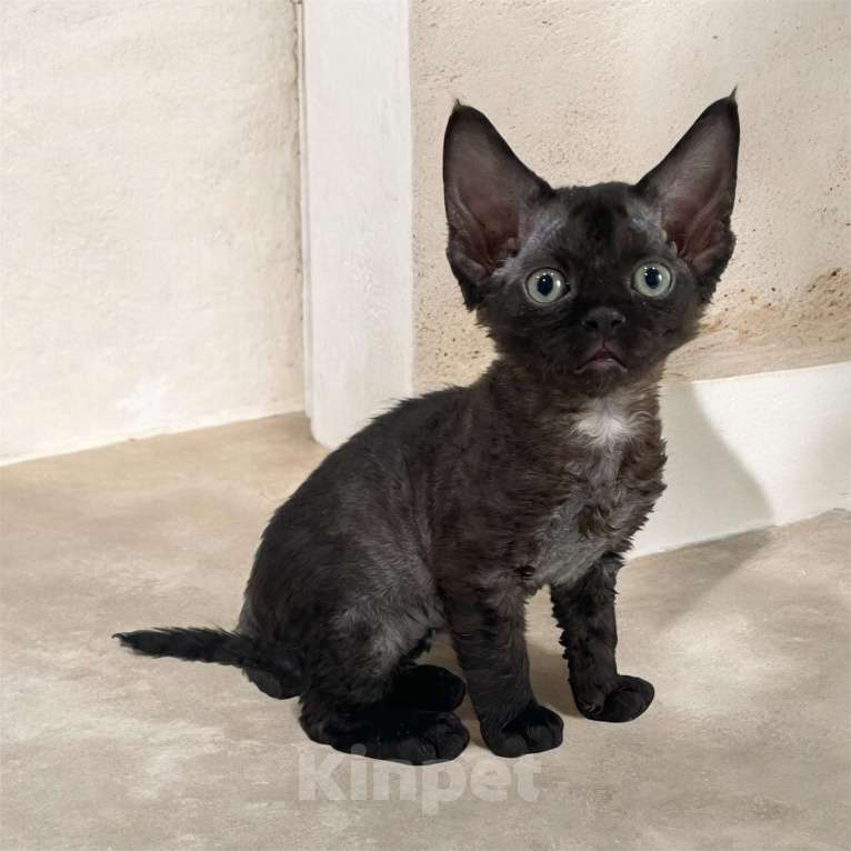 Кошки в Москве: Котенок Девон Рекс девочка дымчатая Девочка, 65 000 руб. - фото 3