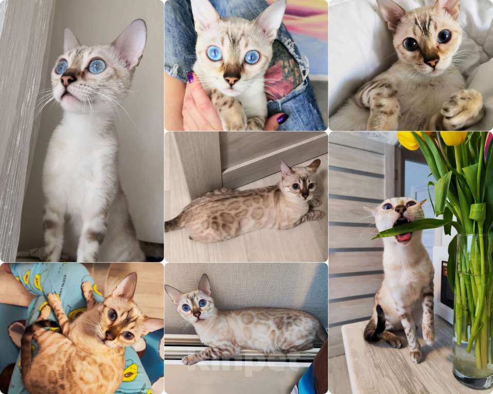 Кошки в Перми: Снежный бенгал роскошный окрас Мальчик, 50 000 руб. - фото 7