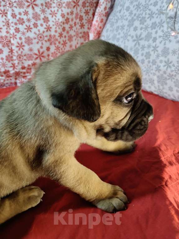 Собаки в других городах Краснодарского края: Кане-Корсо, щенок Девочка, 20 000 руб. - фото 4