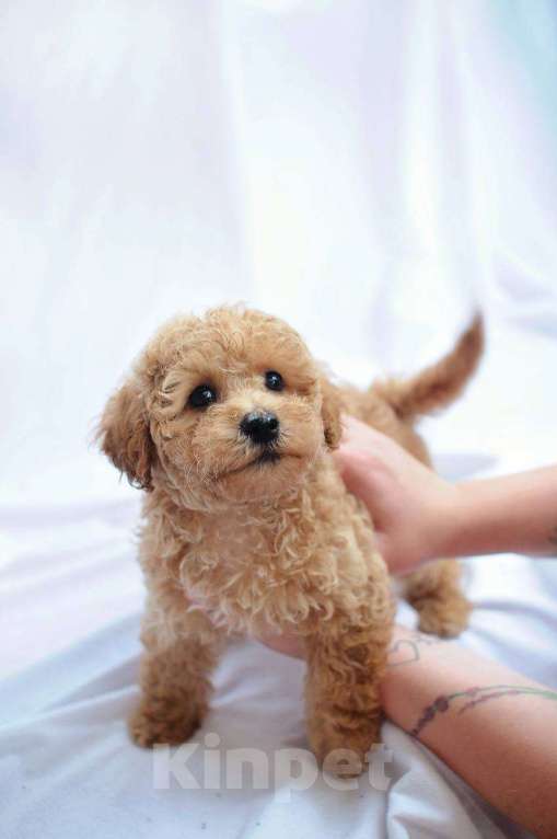 Собаки в Хадыженске: Мальтипу F 1  Мальчик, 68 000 руб. - фото 3