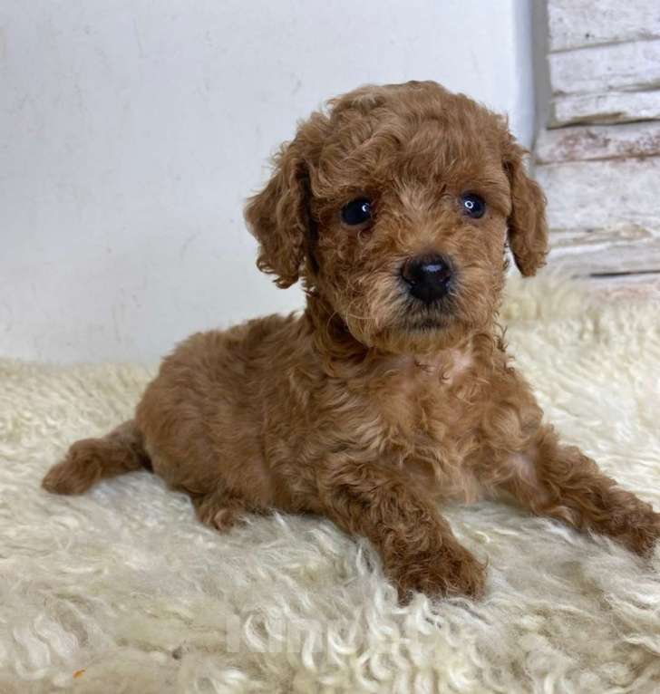 Собаки в Москве: Пудель  той девочки Девочка, 100 000 руб. - фото 4