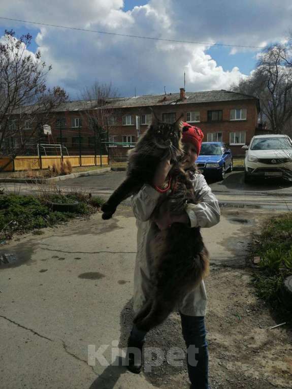 Кошки в Москве: Котята Мейн  кун мальчики  Мальчик, 65 000 руб. - фото 7