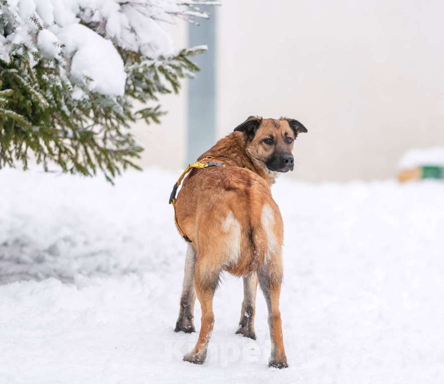 Собаки в Москве: Красотка Эмми в добрые руки! Девочка, Бесплатно - фото 3