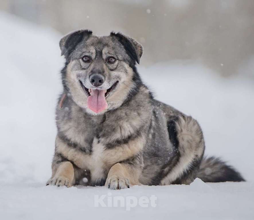 Собаки в Москве: Ласковая, жизнерадостная, позитивная Златочка ждет свою семью, мечтает о доме. Девочка, Бесплатно - фото 2