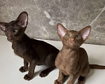 Кошки в Балашихе: Ориентальный котенок Мальчик, 40 000 руб. - фото 1