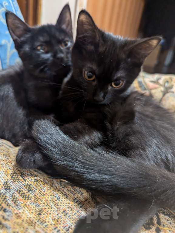 Кошки в Москве: Отдам в добрые руки  Девочка, Бесплатно - фото 2