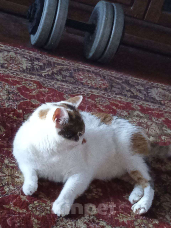 Кошки в Мытищах: Пропала кошка Девочка, Бесплатно - фото 2