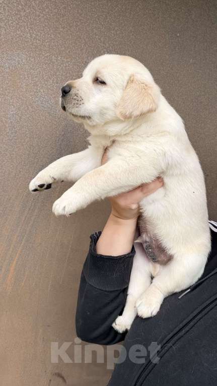 Собаки в Краснодаре: Щенки лабрадора с документами РКФ Мальчик, 50 000 руб. - фото 3