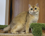 Кошки в Клине: Забавная кошечка Девочка, 15 000 руб. - фото 1