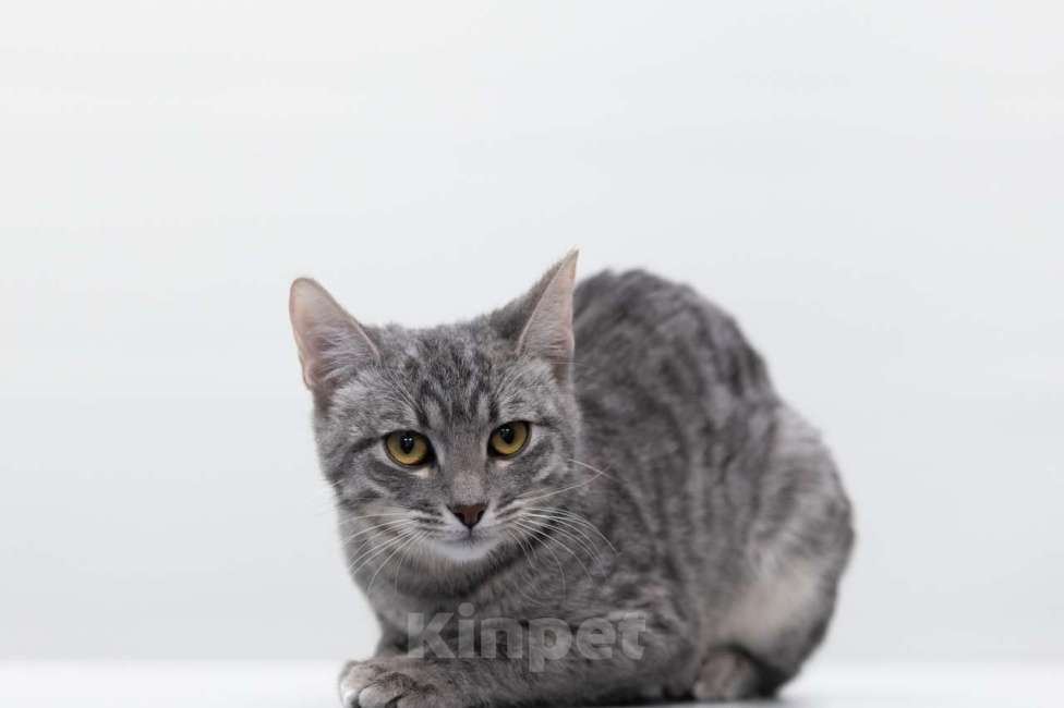 Кошки в Москве: Пэрри Девочка, Бесплатно - фото 3