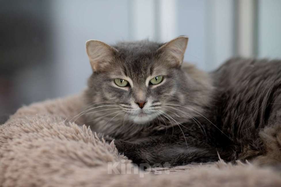 Кошки в Москве: Кошка Аферистка в добрые руки Девочка, Бесплатно - фото 3