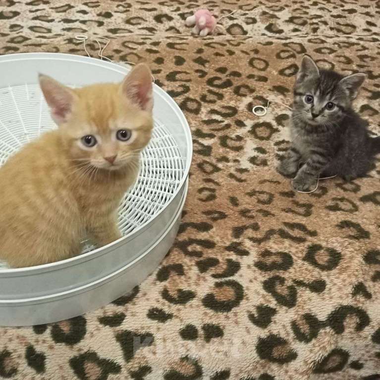 Кошки в Егорьевске: Замечательному котенку-котику очень нужен дом Мальчик, Бесплатно - фото 5