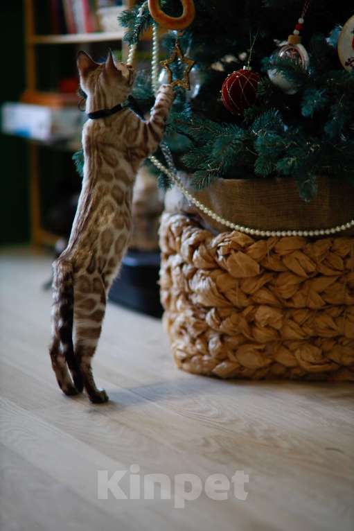 Кошки в Москве: Бенгальский котёнок  Мальчик, 90 000 руб. - фото 7