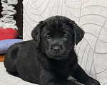 Собаки в других городах Московской области: Черный щенок лабрадора Девочка, 80 000 руб. - фото 3