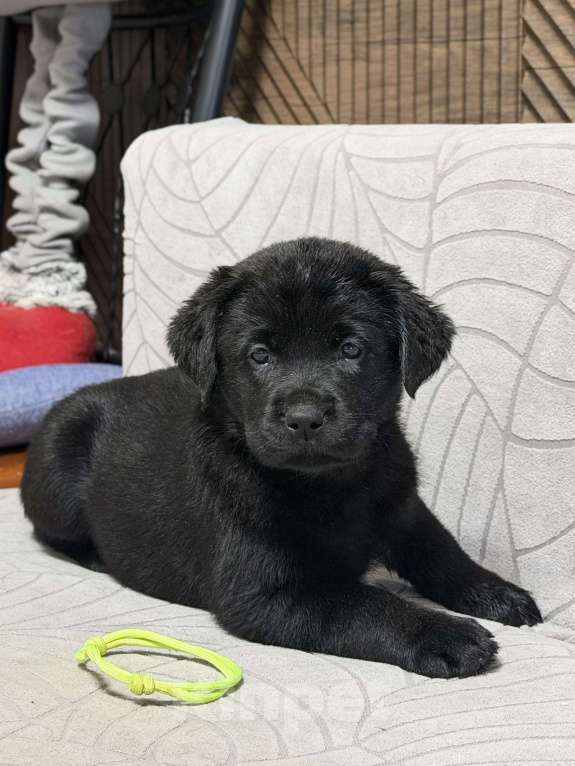 Собаки в других городах Московской области: Черный щенок лабрадора Девочка, 80 000 руб. - фото 3