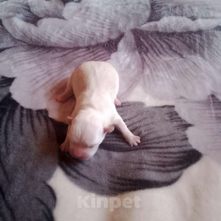 Собаки в Прокопьевске: Чихуахуа Девочка, 23 000 руб. - фото 3