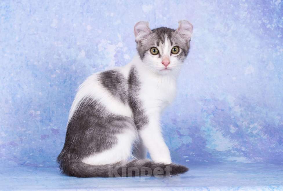 Кошки в Москве: Американский кёрл Мальчик, Бесплатно - фото 3