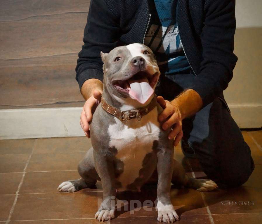 Собаки в Саратове: Взрослая булли Девочка, Бесплатно - фото 2