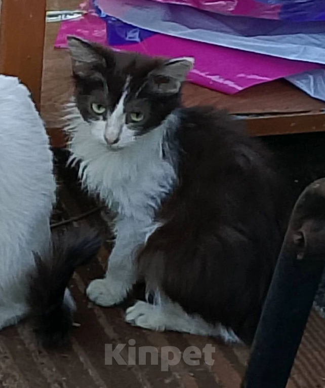 Кошки в Моршанске: Ищем дом брошенке Девочка, Бесплатно - фото 1