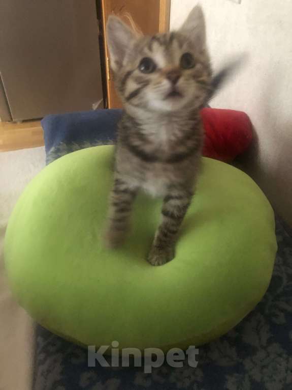 Кошки в Москве: Кошечка-Сонечка  Девочка, 1 руб. - фото 3