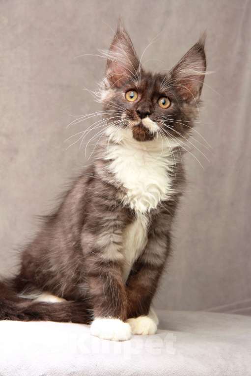 Кошки в Москве: Красавица с окрасом дымная с белым Девочка, 40 000 руб. - фото 7