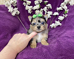 Собаки в Москве: Голубоглазый йорк мальчик мраморный Мальчик, 120 000 руб. - фото 7