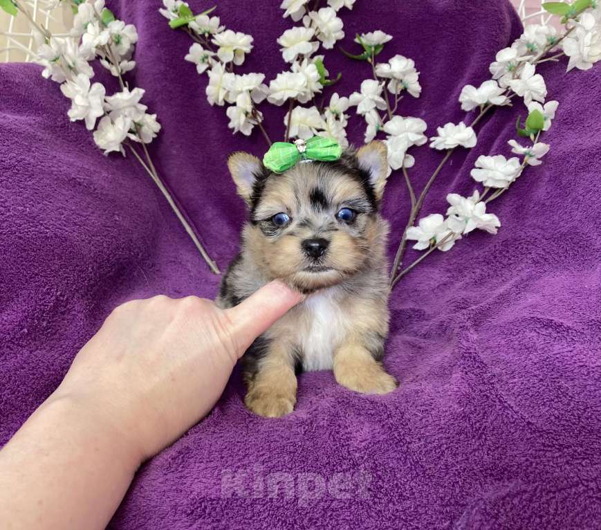 Собаки в Москве: Голубоглазый йорк мальчик мраморный Мальчик, 120 000 руб. - фото 7
