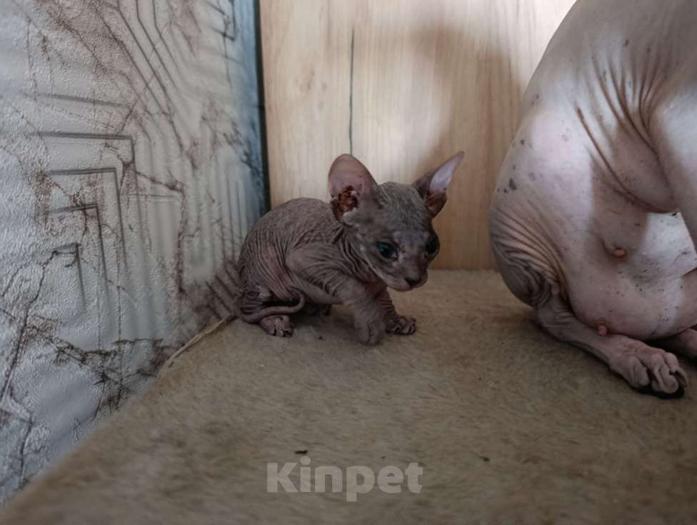 Кошки в Екатеринбурге: Сфинкс мальчик Мальчик, Бесплатно - фото 3