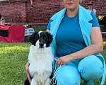 Собаки в других городах Новосибирской области: Австралийская овчарка щенок Мальчик, 80 000 руб. - фото 6