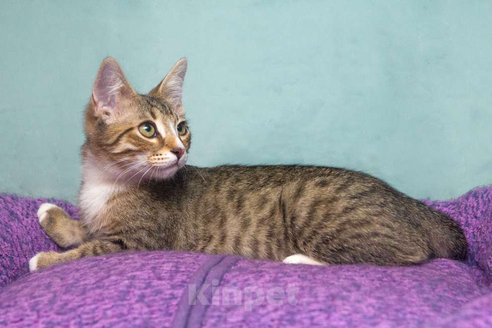 Кошки в Москве: Милейший котенок Мару в добрые руки Мальчик, Бесплатно - фото 4