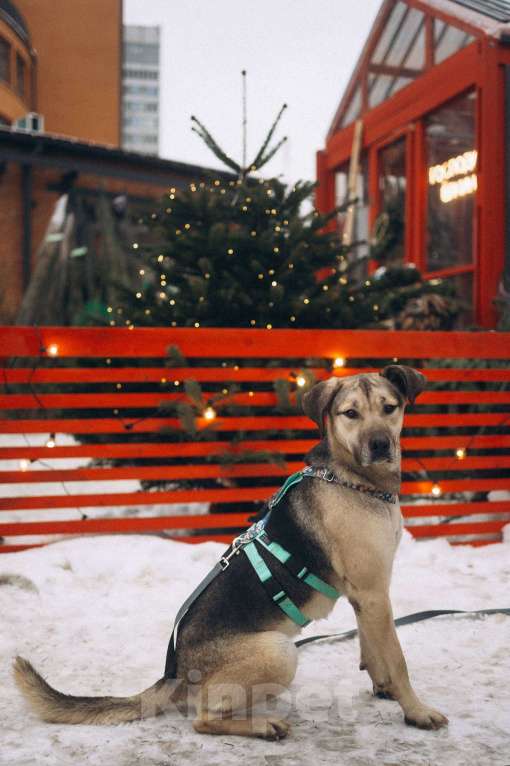 Собаки в Москве: Мечтательная леди Эс в поиске семьи  Девочка, Бесплатно - фото 7