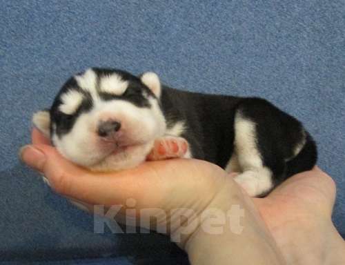 Собаки в Ангарске: Хаски Щенки Разных окрасов Разнополые, Бесплатно - фото 1