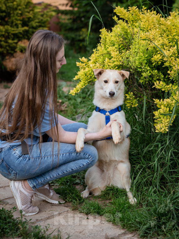 Собаки в Волоколамске: Асенька, собака-компаньон в добрые руки Девочка, Бесплатно - фото 1