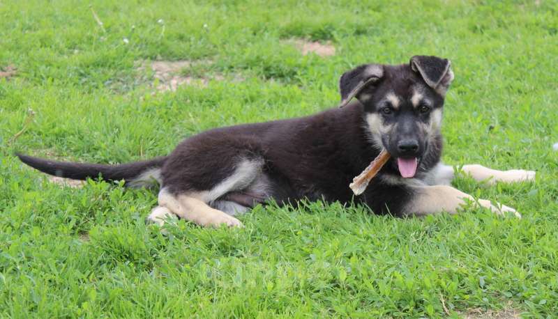 Собаки в Москве: Радомир Мальчик, 50 000 руб. - фото 6