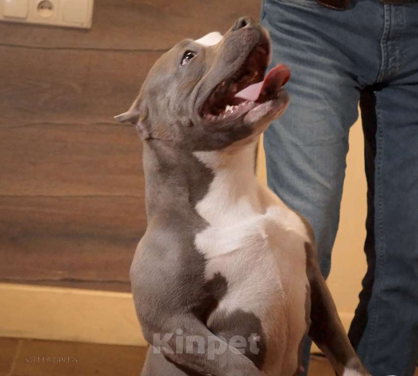 Собаки в Саратове: Булли, щенки из питомника abkc Девочка, 80 000 руб. - фото 2