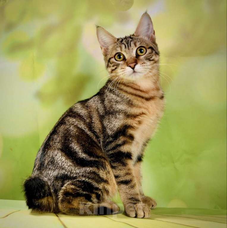 Кошки в Москве: котенок курильского бобтейла Девочка, 50 000 руб. - фото 2