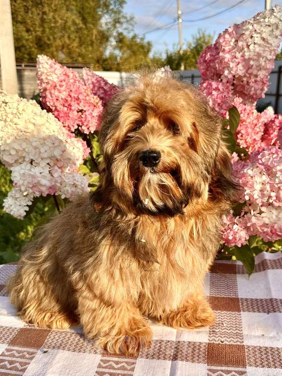 Собаки в Москве: Девочка Гаванский бишон  Девочка, 85 000 руб. - фото 2