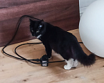 Кошки в Одинцово: Котенок мальчик 4 мес черно-белый Мальчик, Бесплатно - фото 4